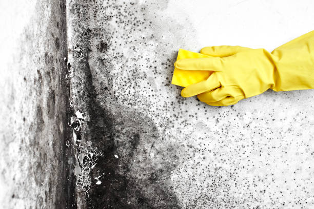Trusted Mercerville, NJ Mold Removal Experts