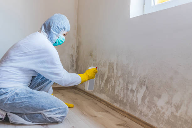 Best Mold Damage Repair  in Mercerville, NJ