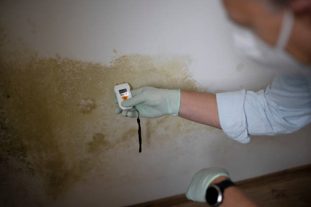 Best Residential Mold Removal  in Mercerville, NJ