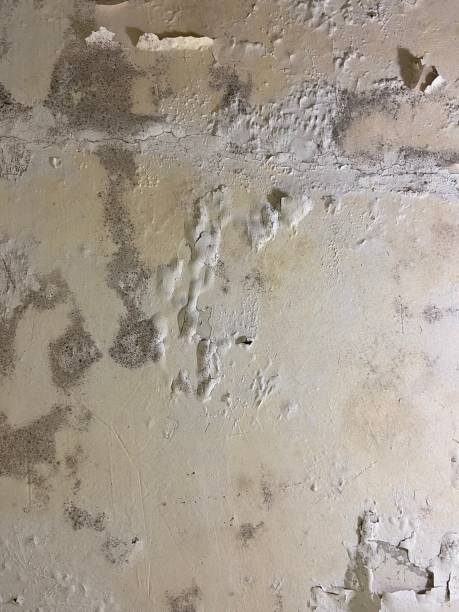 Best Certified Mold Removal  in Mercerville, NJ
