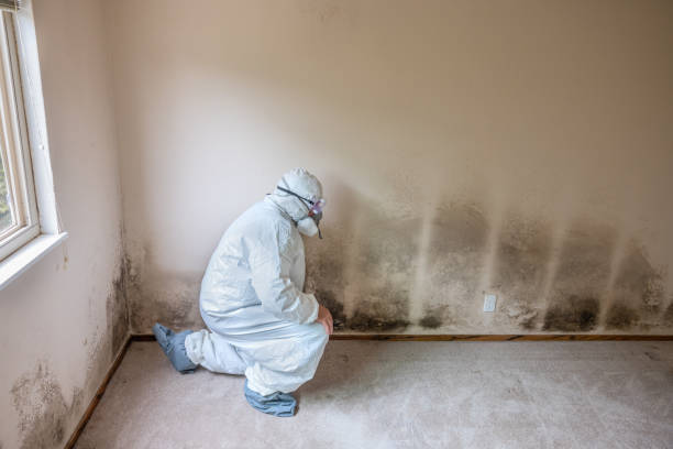 Best Affordable Mold Removal  in Mercerville, NJ