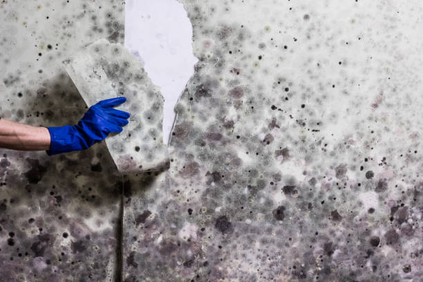 Best Emergency Mold Removal  in Mercerville, NJ