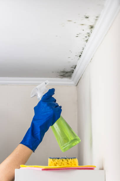 Best Commercial Mold Removal  in Mercerville, NJ