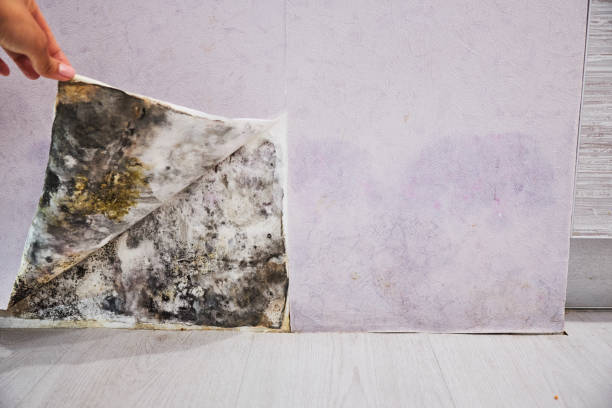 Best Mold Testing  in Mercerville, NJ